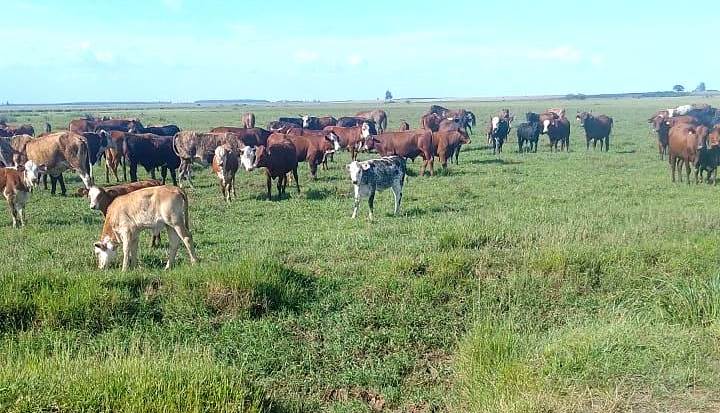 El abigeato golpea cada vez mas fuerte: roban 50 vacas a un pequeño productor en la «zona caliente» de la Ruta 14