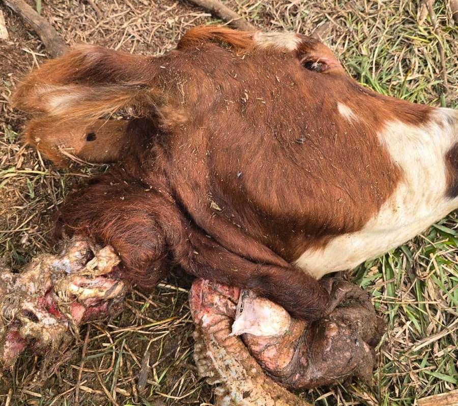 Abigeato sin freno: faenan dos vacas a un productor local y trasladan la carne hacia la costa brasileña