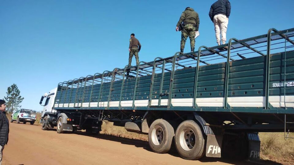 Detenido por transportar ganado con guía adulterada en La Cruz